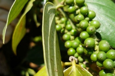 Giá tiêu ngày 10/10: Đồng loạt tăng 500 đồng/kg