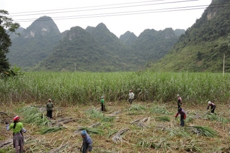 Hiệp hội Mía đường Việt Nam đề xuất nâng giá thu mua mía cho nông dân