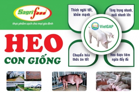 Sagrifood cung cấp heo con giống 3 máu nuôi thịt