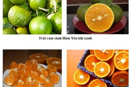 Tuyên Quang: Ký kết tiêu thụ cam sành Hàm Yên