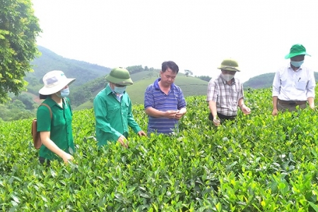 Phú Thọ: Đổi mới, sáng tạo thu hút đầu tư, hướng tới nông nghiệp xanh và bền vững