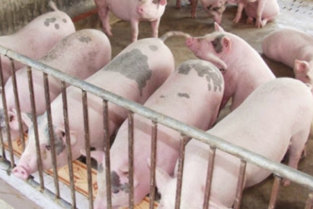 Giá heo hơi ngày 11/11: Giảm nhẹ trên cả nước