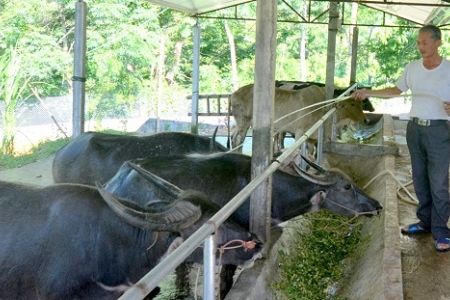 Tuyên Quang: Xây dựng chỉ dẫn địa lý cho sản phẩm thịt trâu Chiêm Hóa