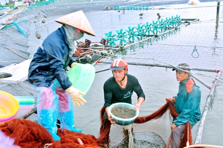 Giá tôm nguyên liệu tăng trở lại