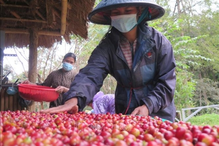 Cà phê xứ lạnh dòng Arabica sẽ trở thành thương hiệu nông sản xuất khẩu giá trị cao của Kon Tum