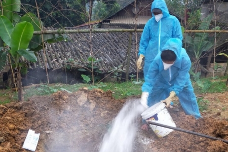 Lào Cai tập trung triển khai các giải pháp phòng, chống bệnh dịch tả lợn Châu Phi