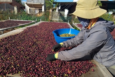 Bộ Công Thương hỗ trợ quảng bá, xuất khẩu cà phê ra thị trường quốc tế