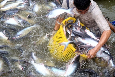 Giá cá tra tăng do doanh nghiệp đẩy mạnh thu mua để chế biến phục vụ dịp Tết