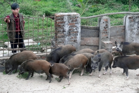 Thanh Hóa đảm bảo đủ nguồn cung ứng thị trường thịt lợn Tết Nguyên đán Nhâm Dần 2022