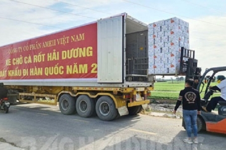 Hải Dương xuất khẩu 500 tấn cà rốt sang thị trường Hàn Quốc