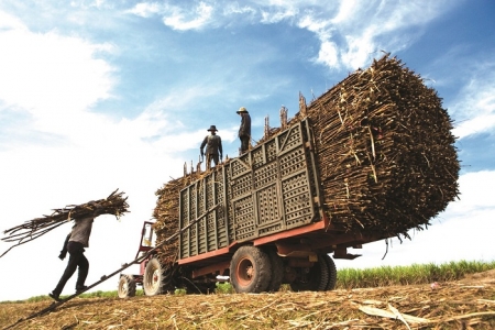 Ngành mía đường đón chờ một niên vụ “ngọt ngào”