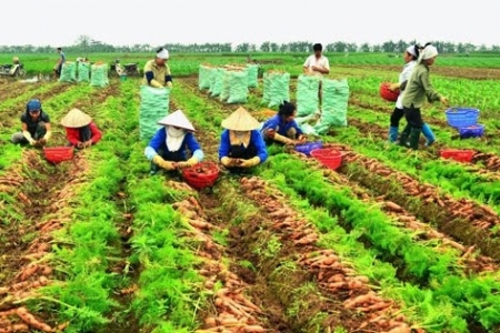 Đầu năm, hơn 600 tấn cà rốt được xuất khẩu sang Hàn Quốc