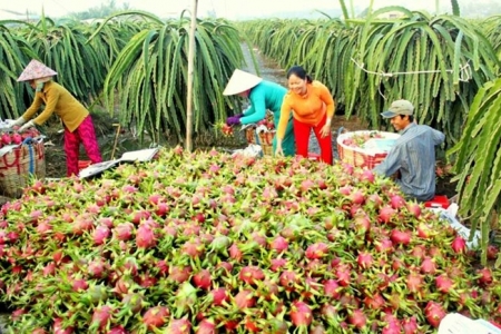 Hàng chục ngàn tấn nông sản đang bị ùn ứ ở Long An