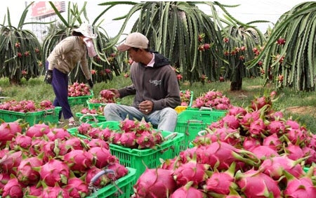 Bình Thuận kiến nghị Bộ Công Thương hỗ trợ tiêu thụ nông sản