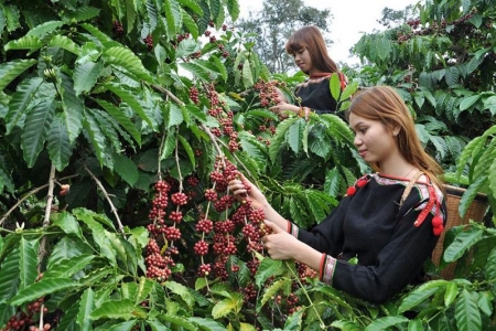 Giá cà phê hôm nay 23/01 tiếp tục giảm, đã xa đỉnh lập năm ngoái