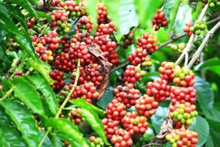 Giá cà phê 31/01: Arabica tăng 4,31%, Robusta giảm 11,7% trong tháng 01/2022