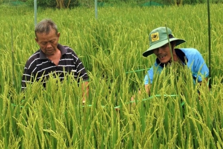 Cà Mau lên phương án sử dụng phân bón tiết kiệm, cân đối và hiệu quả