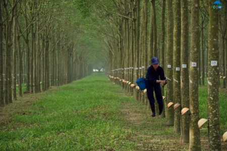 Việt Nam là thị trường cung cấp cao su lớn thứ hai cho Trung Quốc