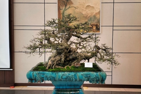 Nghệ thuật bonsai - “món ăn tinh thần” đối với những tâm hồn yêu thiên nhiên