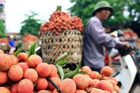 Đảm bảo chất lượng vải thiều Lục Ngạn phục vụ xuất khẩu sang nhiều thị trường khó tính