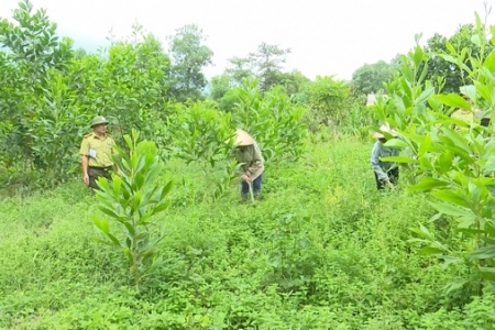 ADB hỗ trợ các hoạt động lâm nghiệp bền vững ở Đông Nam Á