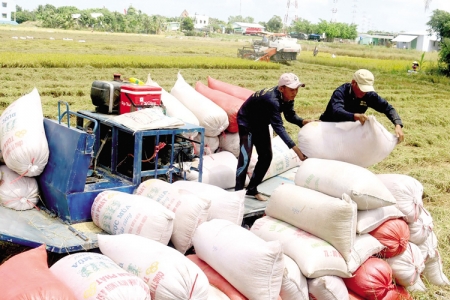 Xuất khẩu gạo sang Châu Âu dự báo sẽ tăng mạnh trong năm 2022