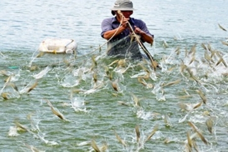 TP. Hồ Chí Minh tăng cường công tác phòng, chống dịch bệnh thủy sản