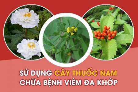 Tìm hiểu về cây thuốc nam chữa bệnh viêm đa khớp hiệu quả