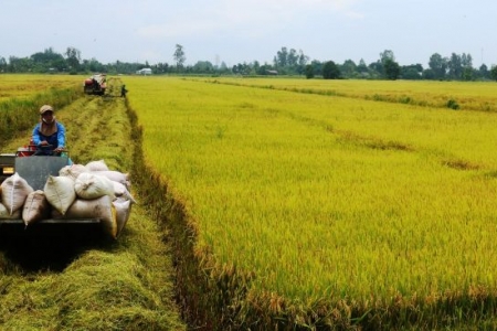 Đức hỗ trợ đổi mới sáng tạo trong chuỗi giá trị lúa gạo và xoài tại Đồng bằng sông Cửu Long