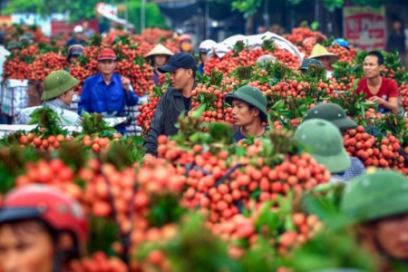 Bắc Giang đẩy mạnh khai thác tiêu thụ vải thiều qua nhiều kênh tiêu thụ