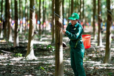 Việt Nam là thị trường cung cấp cao su tự nhiên lớn thứ 4 cho Thổ Nhĩ Kỳ