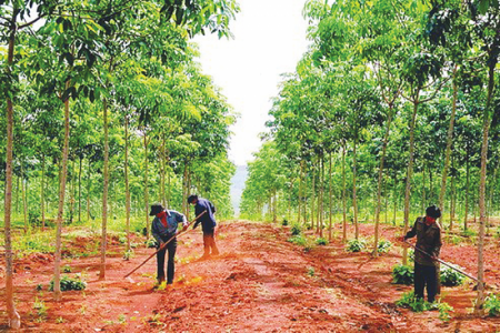 Gia Lai xây dựng phương án chuyển đổi diện tích cao su kém hiệu quả