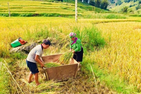 Lai Châu: Mục tiêu đưa gạo Séng Cù thơm dẻo lên chuẩn OCOP 5 SAO