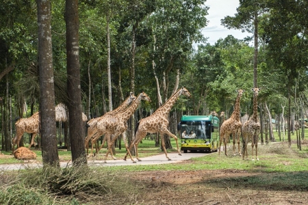 Gặp gỡ “người hùng thầm lặng” tại Vinpearl Safari Phú Quốc