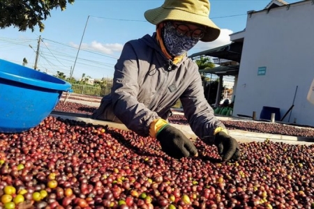 Cà phê xuất khẩu Việt Nam hưởng lợi nhờ nhu cầu của các nền kinh tế lớn trên thế giới tăng