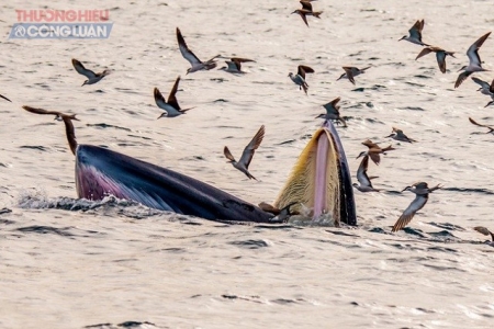Cá voi xanh xuất hiện nhiều trên vùng biển Đề Gi của Bình Định