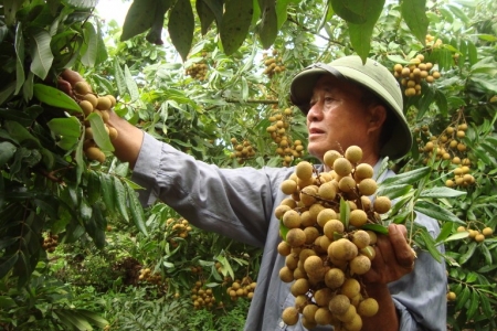 Nhãn muộn tiêu chuẩn VietGAP của Bắc Giang đã có mặt ở thị trường Australia