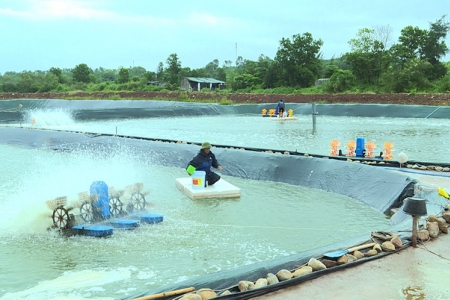 Chương trình quốc gia nuôi trồng thủy sản, đặt mục tiêu giá trị kim ngạch xuất khẩu đạt từ 7,8 đến 12 tỷ USD/năm