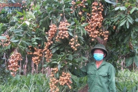 Làm thế nào để phát triển thương hiệu và hiệu quả kinh tế nhãn lồng Hưng Yên?