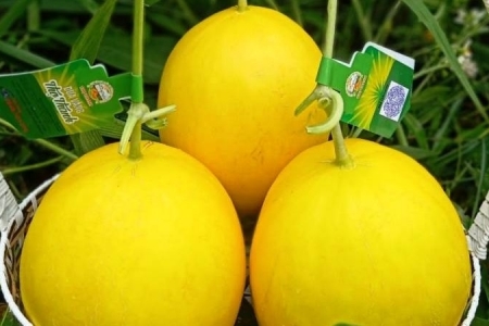 Thanh Hoá đẩy mạnh phát triển nông nghiệp sạch, nông nghiệp hữu cơ, nông nghiệp tuần hoàn