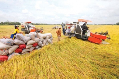 Giá lúa, gạo có thể tăng vào cuối năm nhờ tín hiệu tích cực từ thị trường