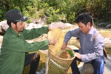 Trải nghiệm, khám phá mật ong hoa quế Trà Bồng