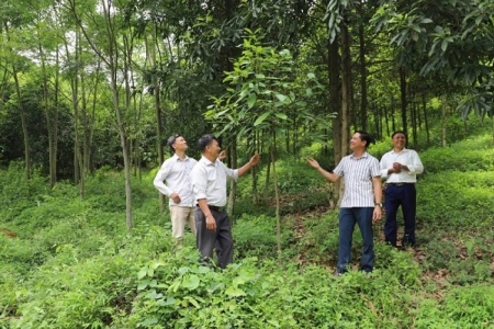 Lào Cai chi trả trên 108 tỷ đồng tiền dịch vụ môi trường rừng ​