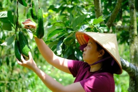 Lâm Đồng phát huy tiềm năng thế mạnh của sản phẩm OCOP