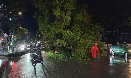 Vũng Tàu mưa lớn, nguy hiểm cây xanh bật gốc đổ ra đường