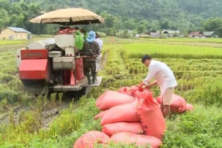 Hôm nay, ngày 03/11: Giá gạo tiếp tục tăng