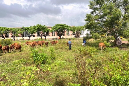 Phường Hòa Hiệp Nam, quận Liên Chiểu ra quân xử lý tình trạng bò thả rông