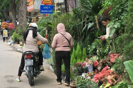 Thị trường cây tùng mùa giáng sinh: Người bán không dám nhập hàng vì sợ “ế”