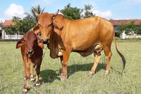 Gia Lai tăng cường quản lý, kiểm soát vận chuyển trâu, bò qua biên giới