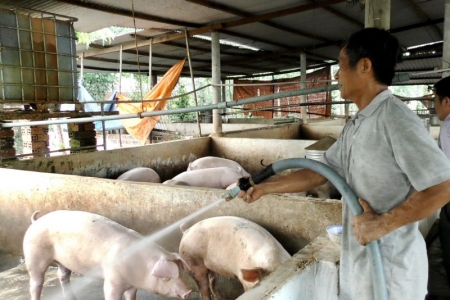 Giá heo hơi hôm nay 25/12: Dự báo, khả năng giá heo sẽ khó tăng vào dịp cuối năm và Tết Nguyên đán